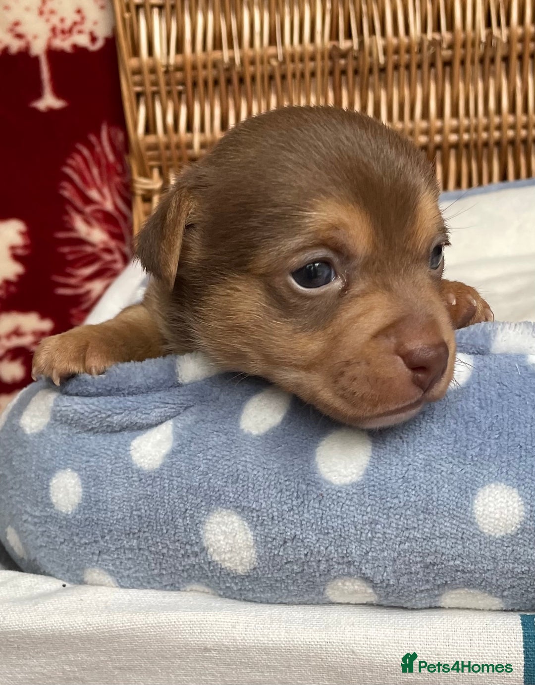 Jack Russell dogs for sale: Rare coloured mini Jack Russells - Image 4