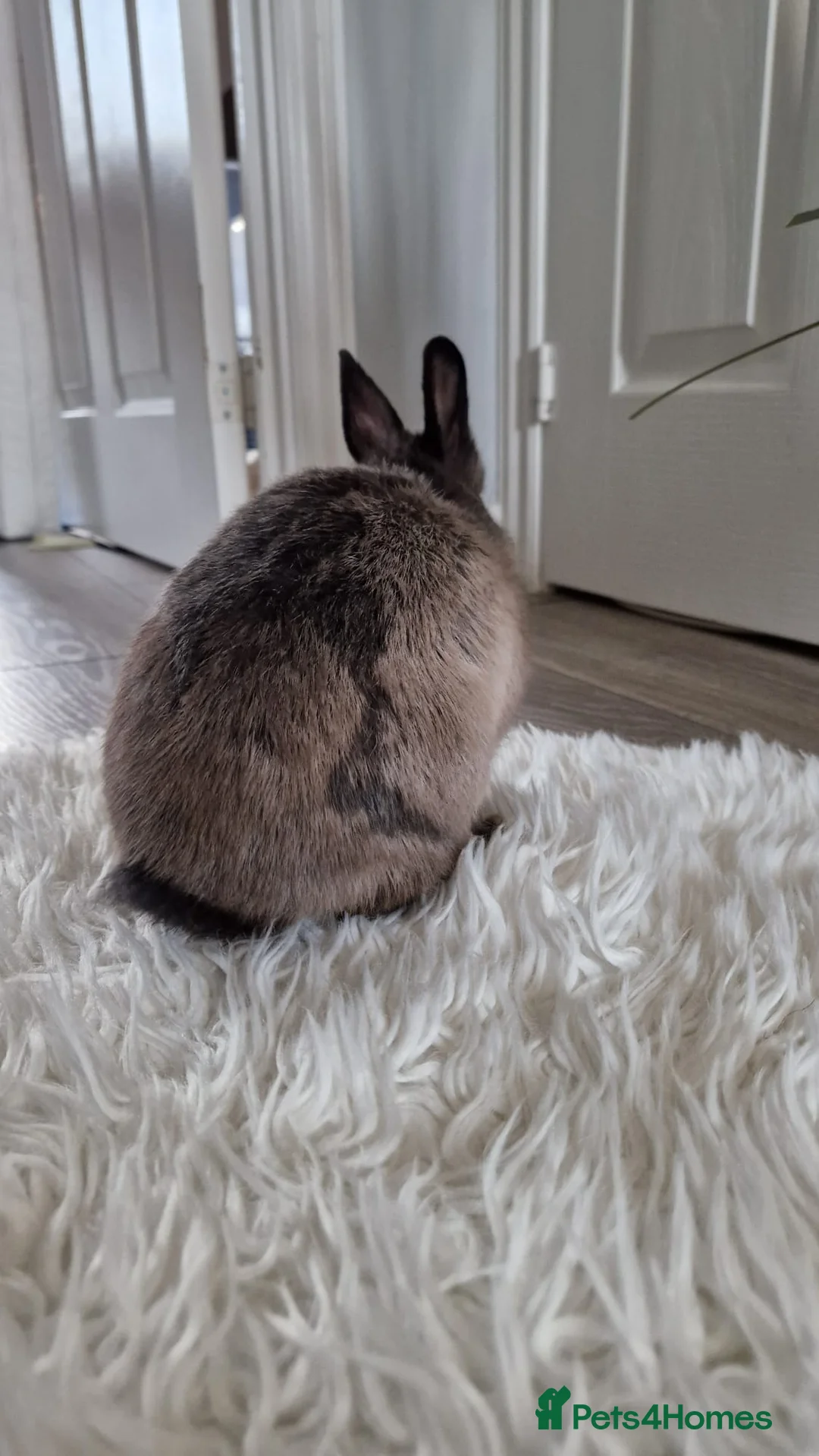 Netherland Dwarf rabbits for sale: Netherland dwarf bunnies - Advert 3