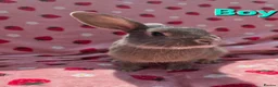 Mixed Breed rabbits for sale: Silly tame blue fawn plush mini lop - Advert 5