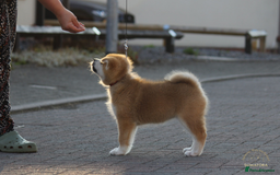 Japanese Akita Inu dogs for sale: ♥OUR PUPPIES ARRIVED♥ in Builth Wells - Image 36