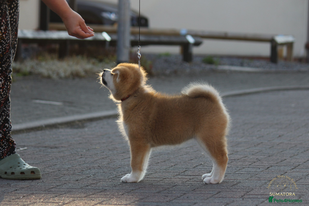 Japanese Akita Inu dogs for sale: ♥OUR PUPPIES ARRIVED♥ in Builth Wells - Image 36