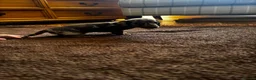 Miniature Dachshund dogs for sale: Tiny Miniature Dachshunds for sale!!!  - Advert 8