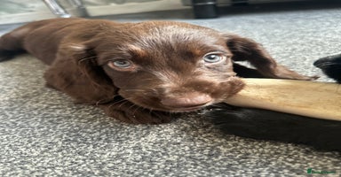 Cocker Spaniel dogs - Advert 10