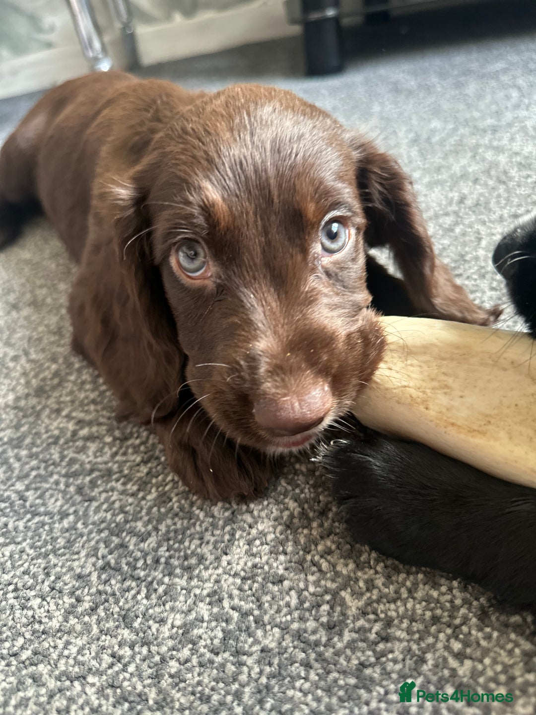 Cocker Spaniel dogs for sale: 1 Gorgeous Girl Cocker Spaniels - Ready to leave - Image 2
