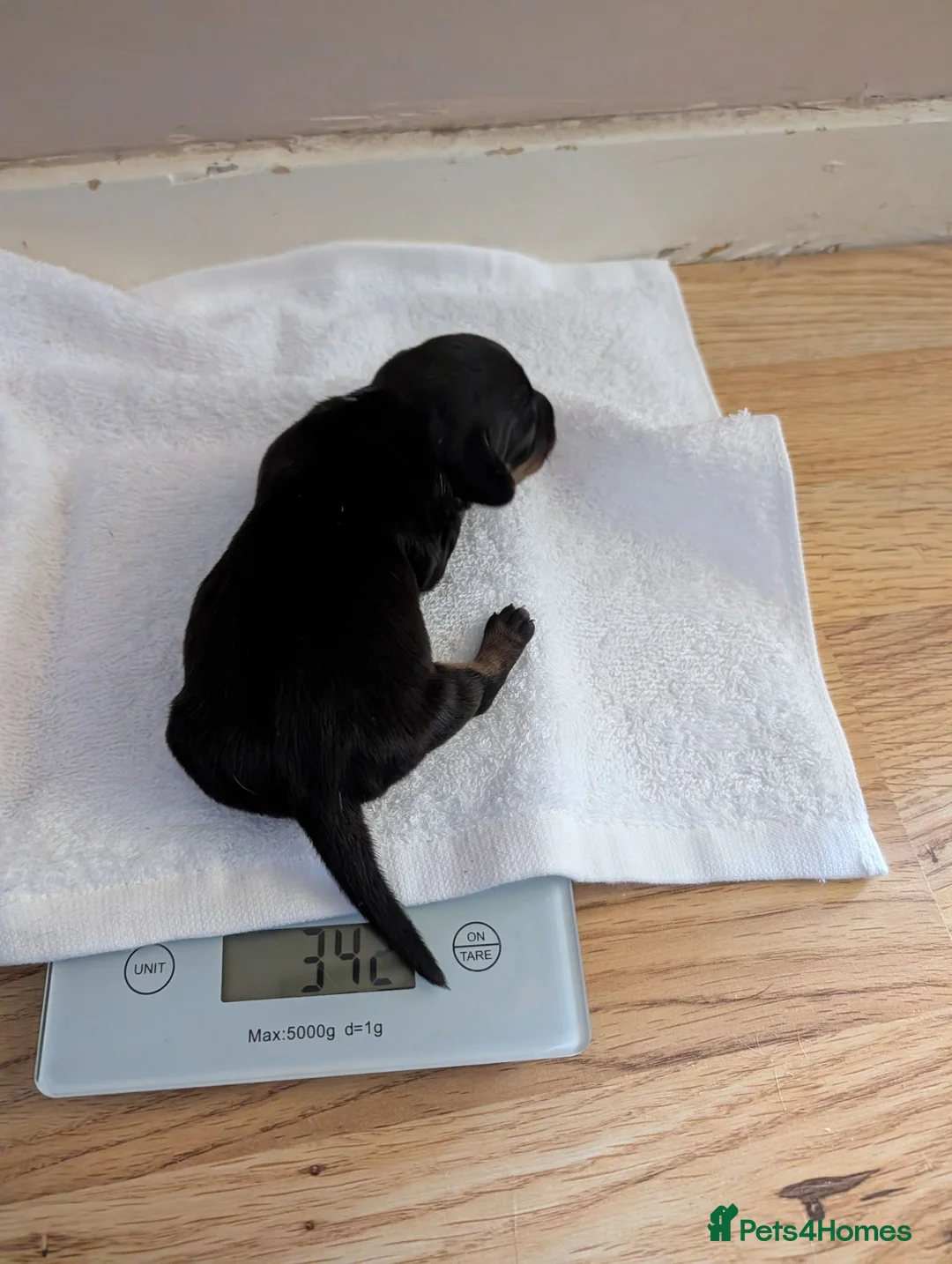 Jackshund dogs for sale: 3 Puppies for sale in Elgin - Advert 11