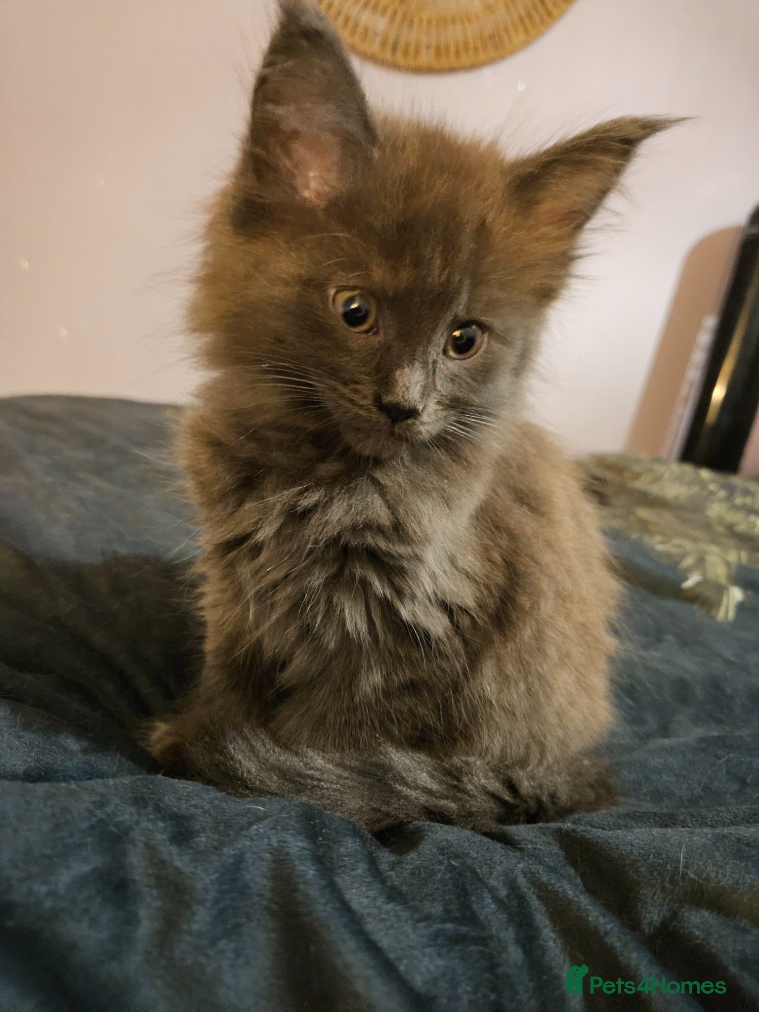 Maine Coon cats NEW PICS GCCF registered Blue  Maine coon litter  - Advert 12