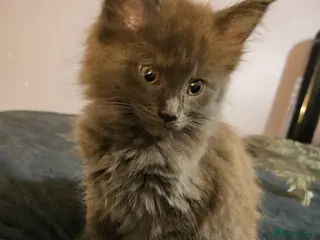 Maine Coon cats NEW PICS GCCF registered Blue Maine coon litter - Advert 12