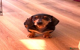 Miniature Dachshund dogs for sale: PreciousGem Mini Dachshund pups 2 boys left! in Horley - Image 7
