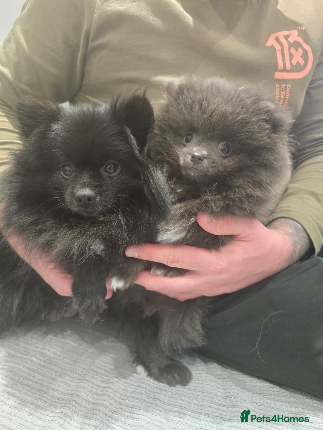 Pomeranian dogs for sale: Blue Pomeranian puppy - Advert 10