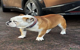 English Bulldog dogs for stud: Mr Belvedere English Bulldog available for stud in Carlisle - Image 8