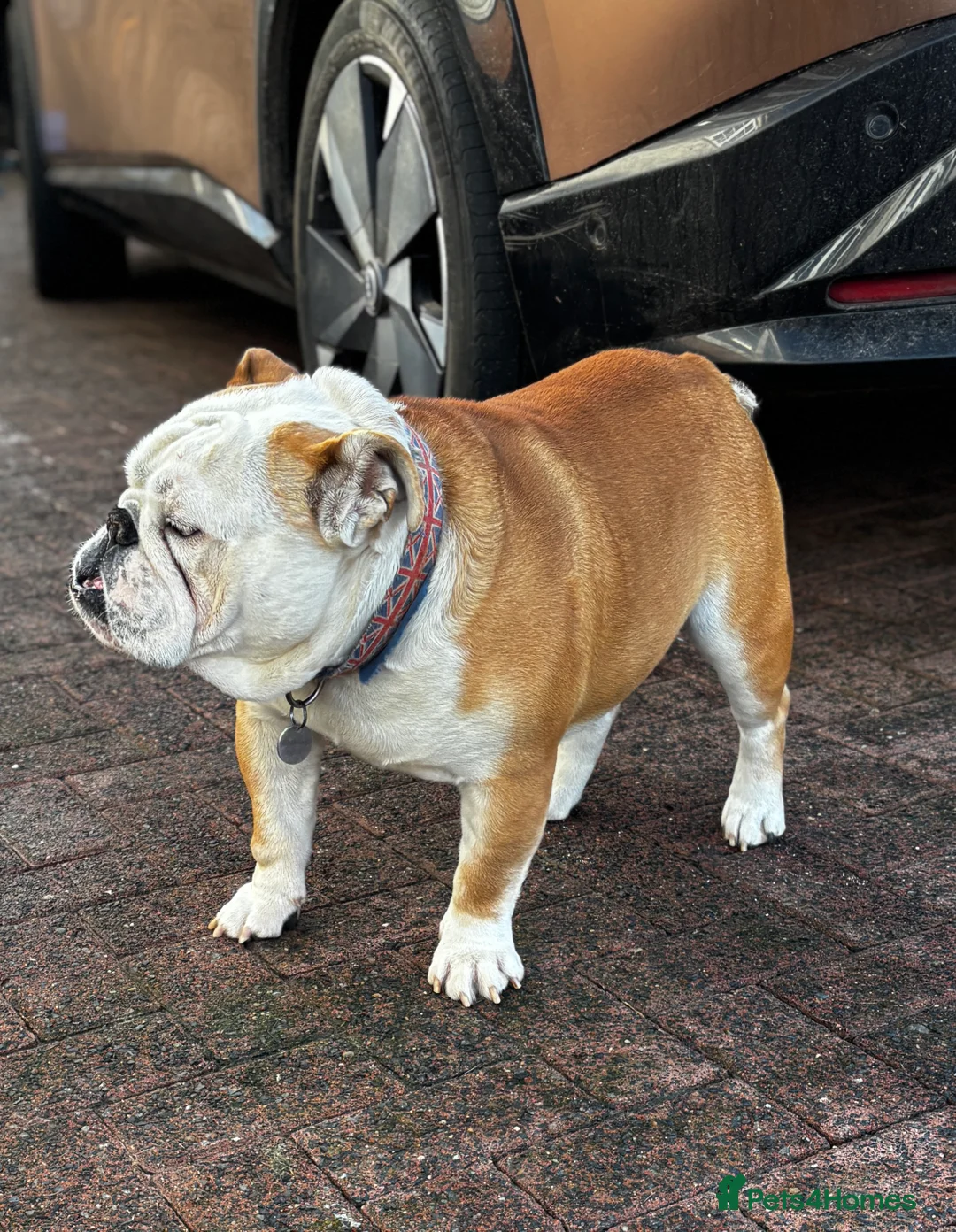 English Bulldog dogs for stud: Mr Belvedere English Bulldog available for stud in Carlisle - Advert 8