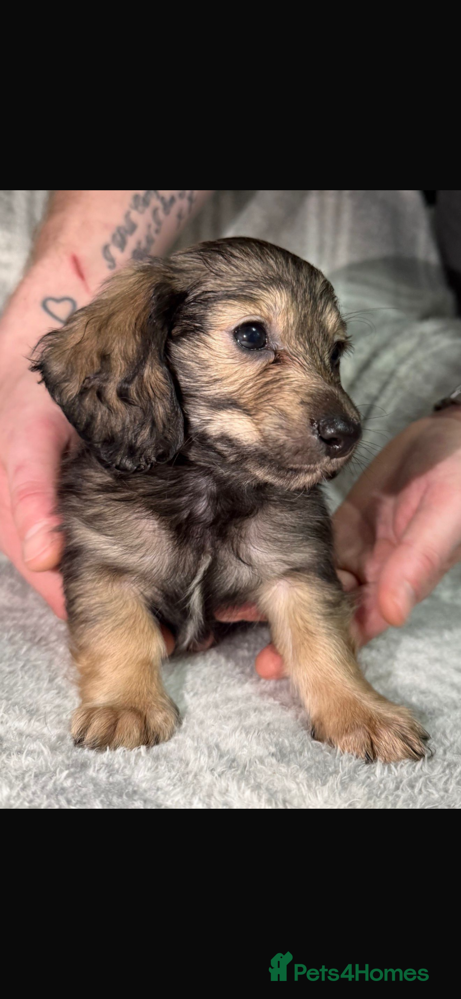 Miniature Dachshund dogs READY NOW! Long Haired Miniature Creams  - Advert 1