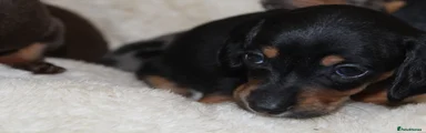 Miniature Dachshund Puppy 5