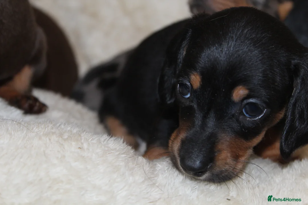Miniature Dachshund dogs for sale: 🩷✨Available mini PRA clear pups !✨🩷 - Advert 11