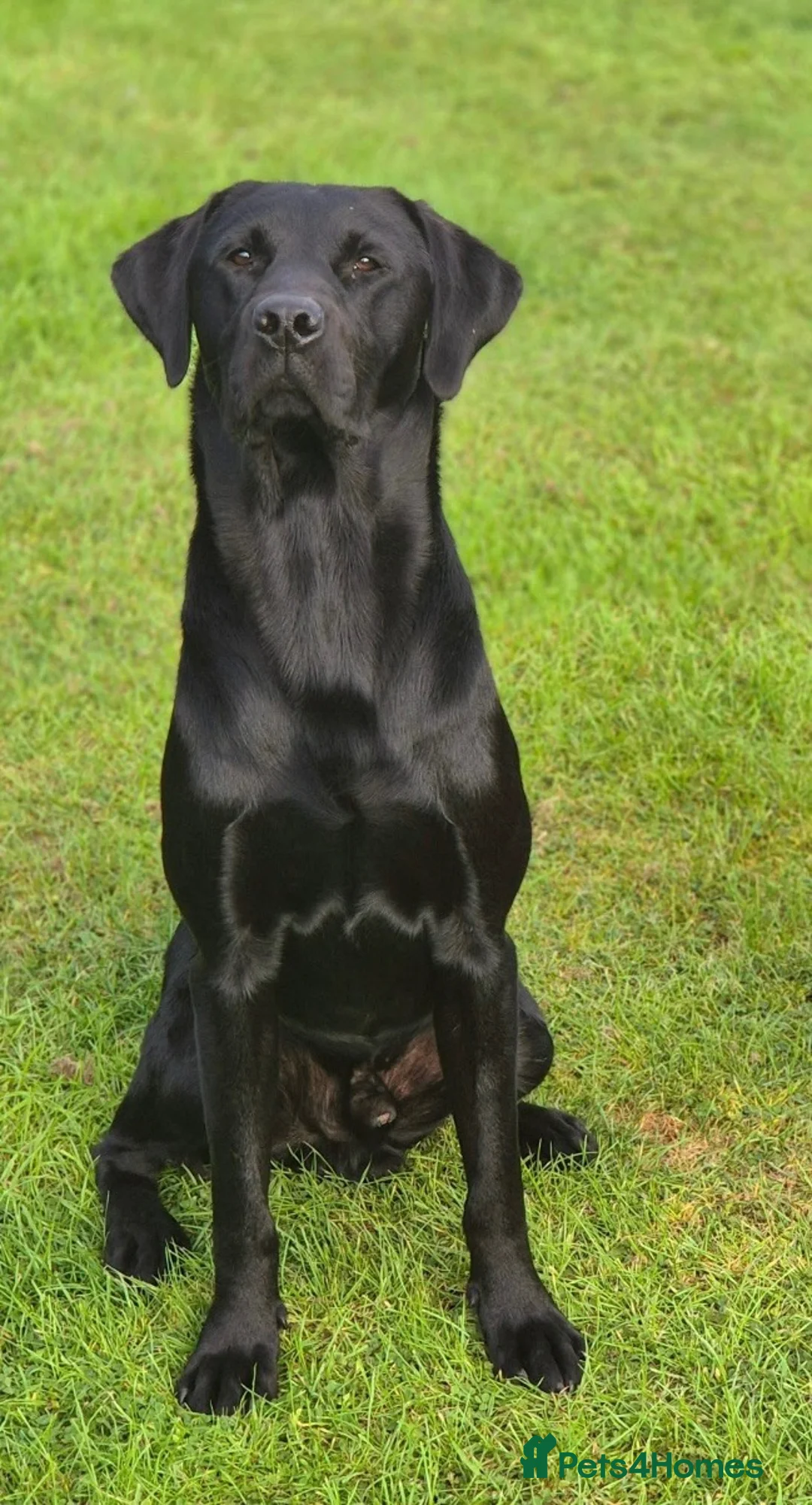 Labrador Retriever dogs for sale: KC registered hereditary clear pups. in Morpeth - Advert 8