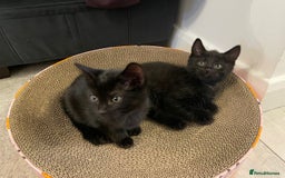 Domestic Shorthair cats for sale: 7 beautiful kittens!!!🐈‍⬛🐈‍⬛🐈‍⬛ - Image 11