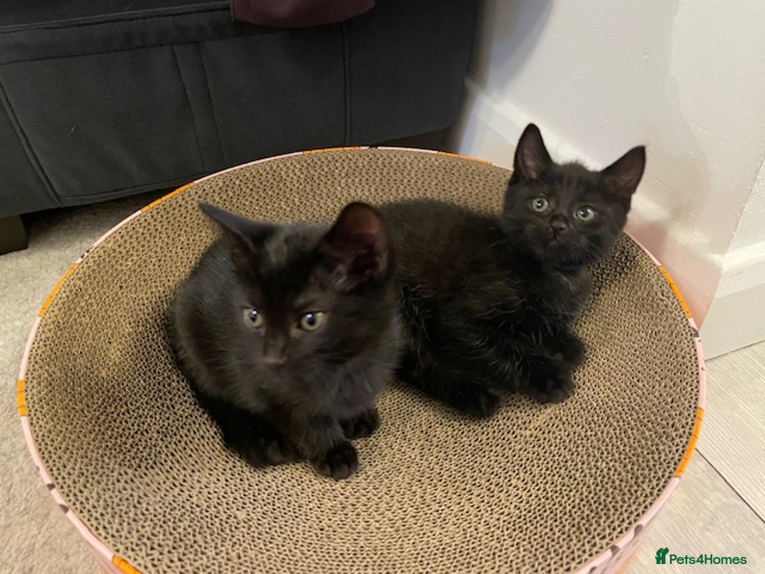 Domestic Shorthair cats for sale: 7 beautiful kittens!!!🐈‍⬛🐈‍⬛🐈‍⬛ - Image 11