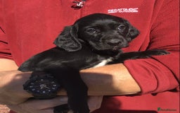Cockerdor dogs for sale: AMAZING COCKERDOR/COCKADOR PUPPIES - Image 36