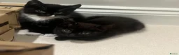 Mixed Breed cats for sale: 😍 3 Adorable Black & Tuxedo Kittens 🐈‍⬛💕 - Advert 23