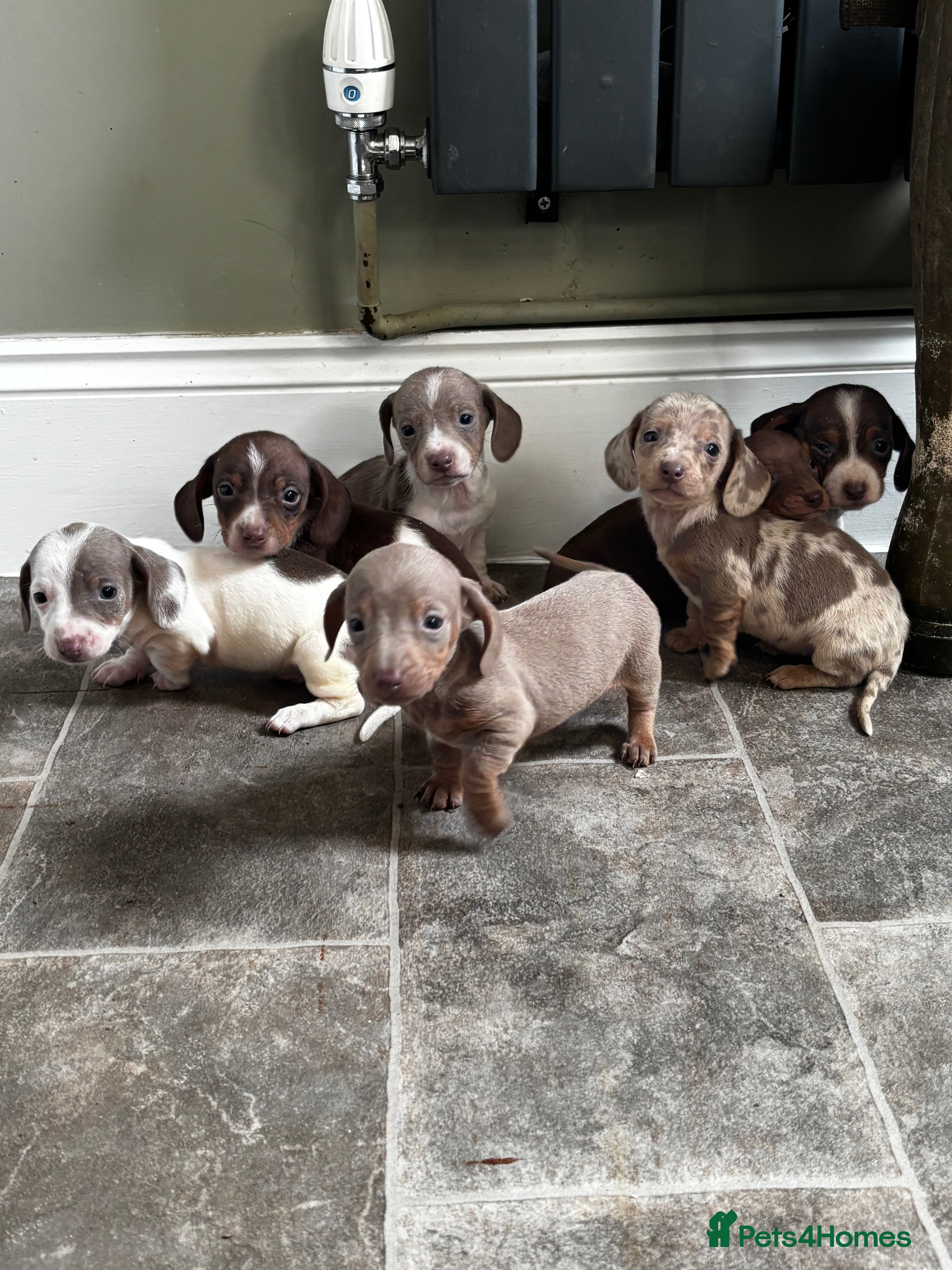 Miniature Dachshund dogs Unusual pied coloured mini dachshunds  - Advert 2