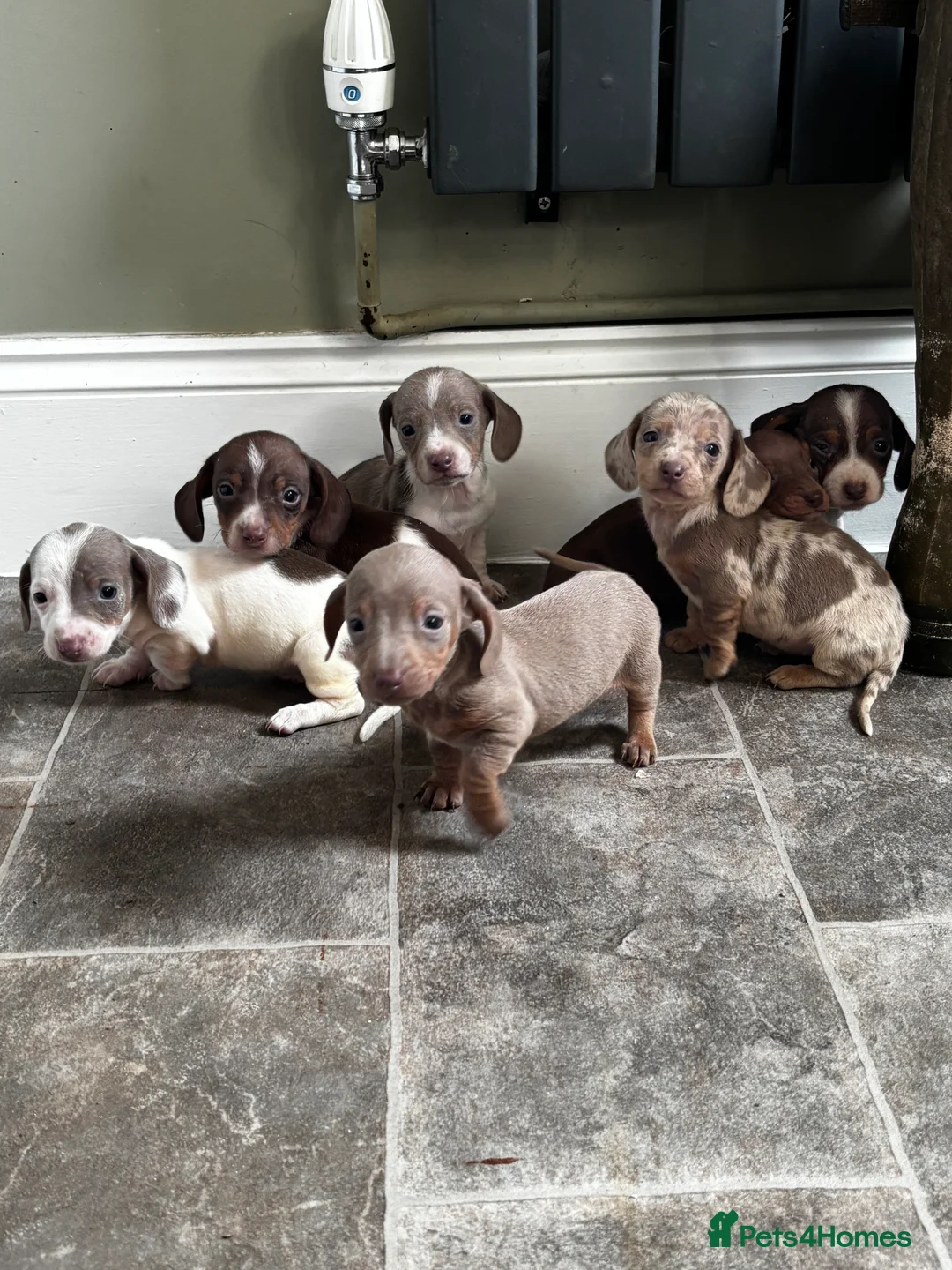 Miniature Dachshund dogs for sale: Unusual pied coloured mini dachshunds  - Advert 2