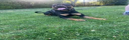Rottweiler dogs for sale: Rottweiler  - Advert 3