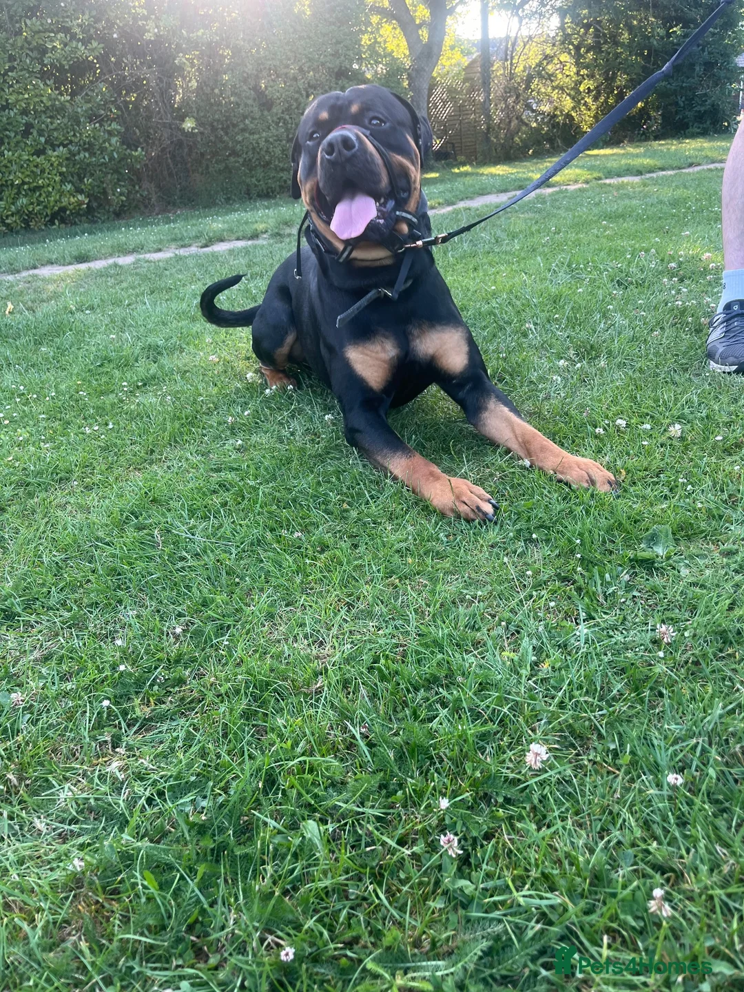 Rottweiler dogs for sale: Rottweiler  - Advert 3