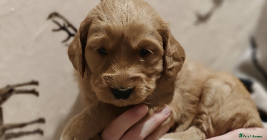 Mini Goldendoodle dogs Stunning home-bred F1 Goldendoodle GIRL - Advert 14