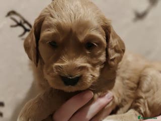 Mini Goldendoodle dogs Stunning home-bred F1 Goldendoodle GIRL - Advert 14