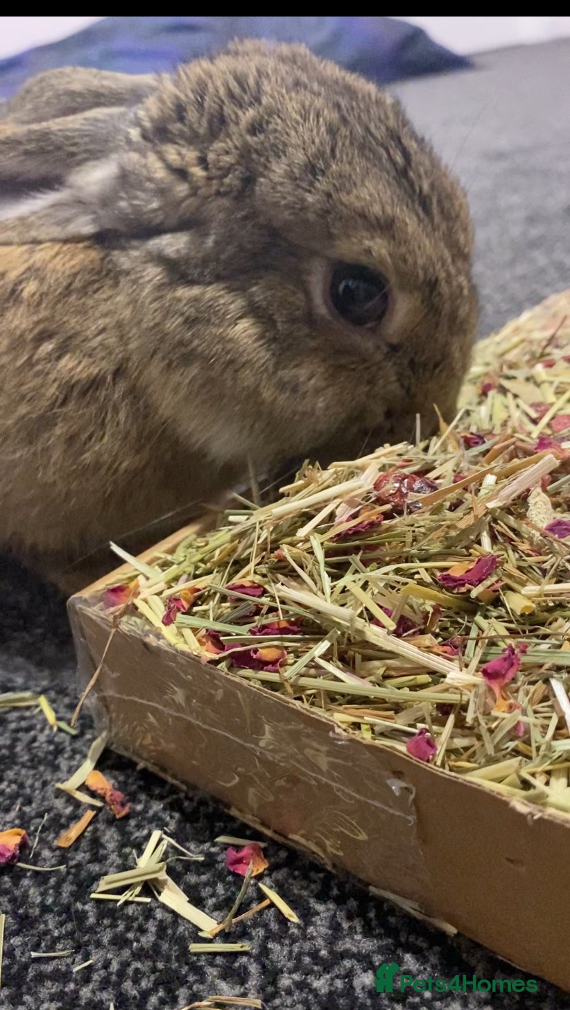 Mixed Breed rabbits 2 bunnies - Advert 4