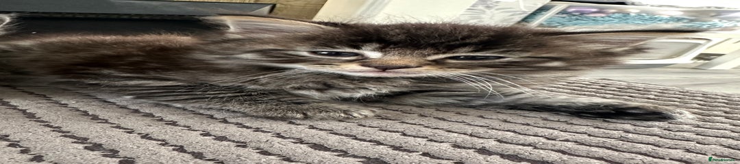 Mixed Breed Kitten 1