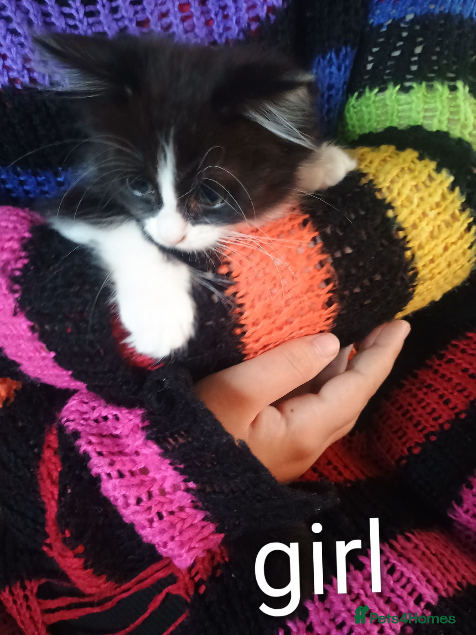 Mixed Breed cats 2 Happy and playful female kittens - Advert 1