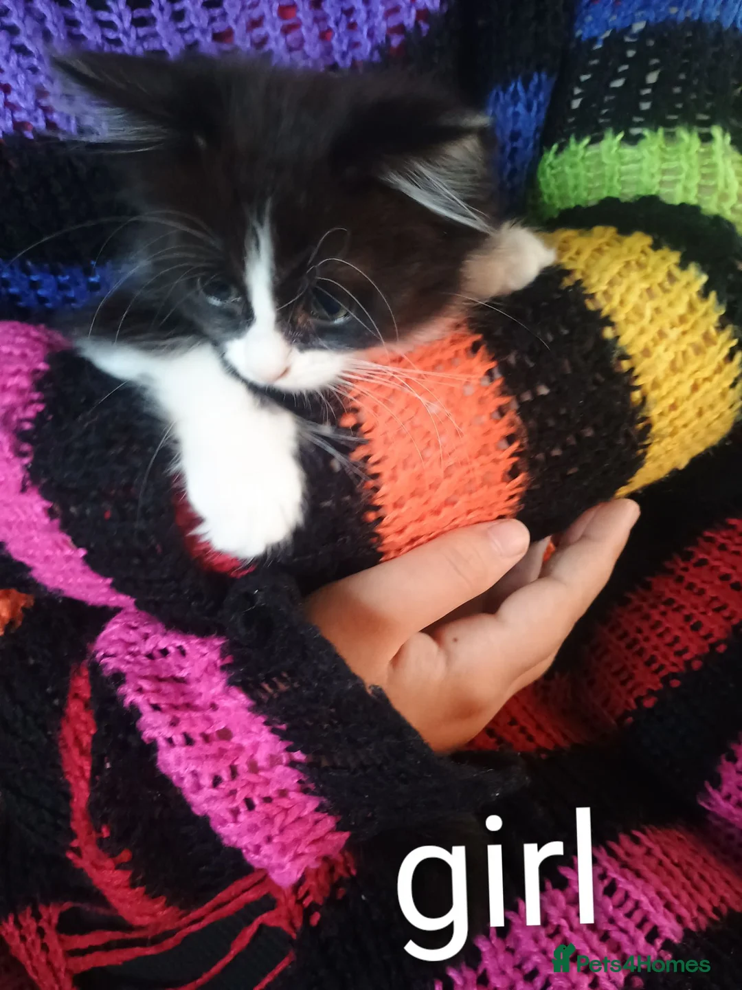 Mixed Breed cats for sale: 2 Happy and playful female kittens in Kidderminster - Advert 1