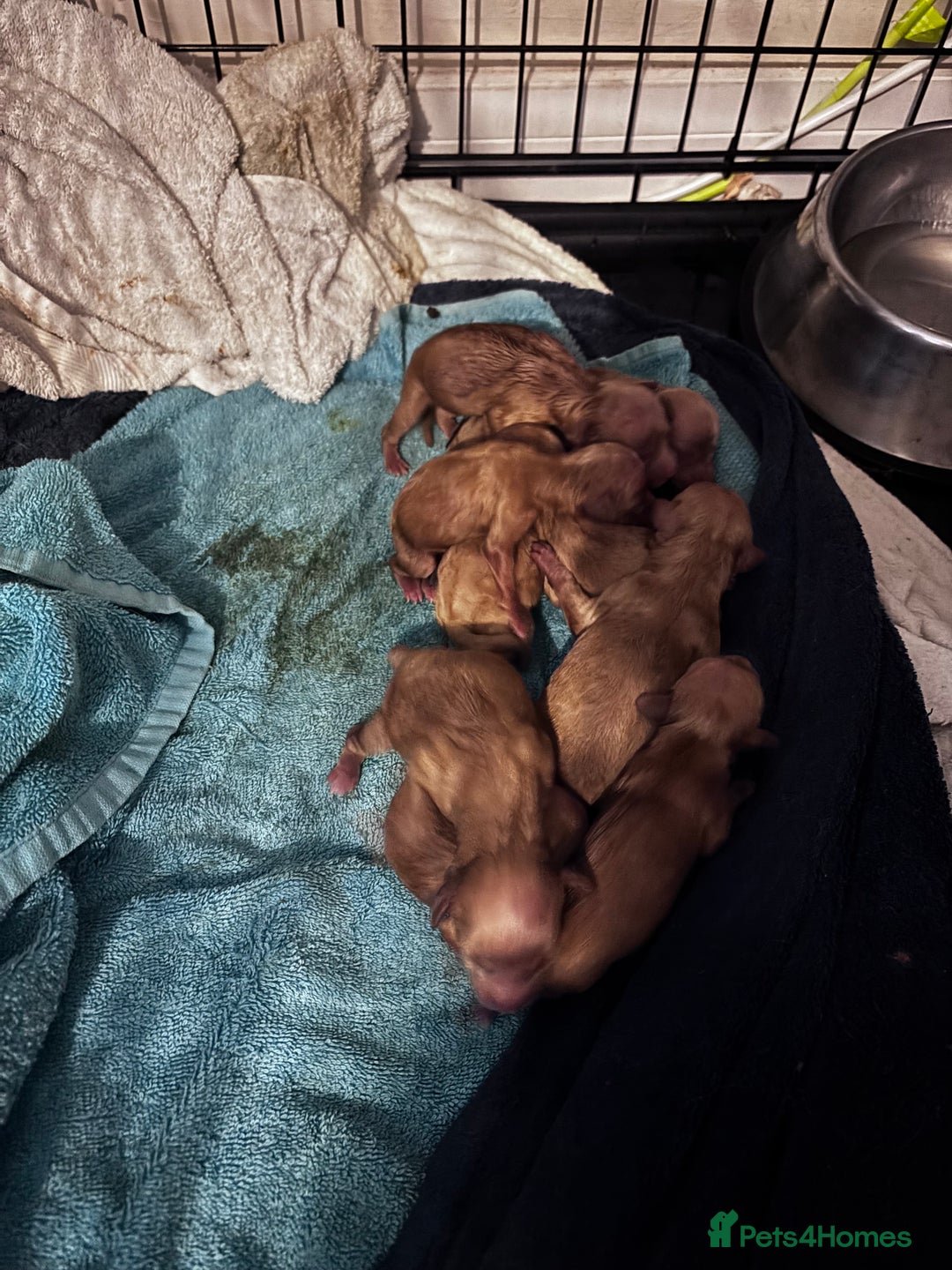 Cockapoo dogs for sale: ✨ Adorable F1B Cockapoo Puppies–Ready 13th Nov ✨ - Image 3