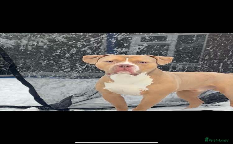 American Bulldog dogs - Advert 2