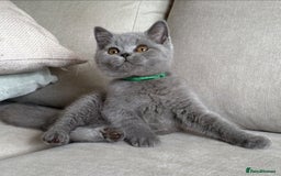 British Shorthair cats for sale: Beautiful boy  - Image 2