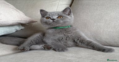 British Shorthair cats - Advert 15