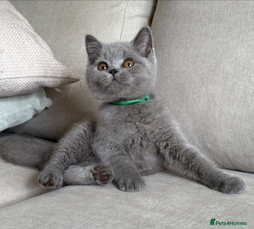 British Shorthair cats for sale: Beautiful boy  - Image 2