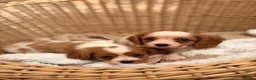 Cavalier King Charles Spaniel dogs for sale: DNA Clear KC Registered Cavalier Kcs Pups - Advert 5