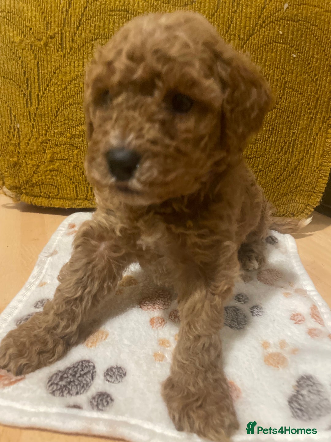 Cavapoo dogs for sale: FB2 cavapoo puppies-1 girl available  - Advert 24