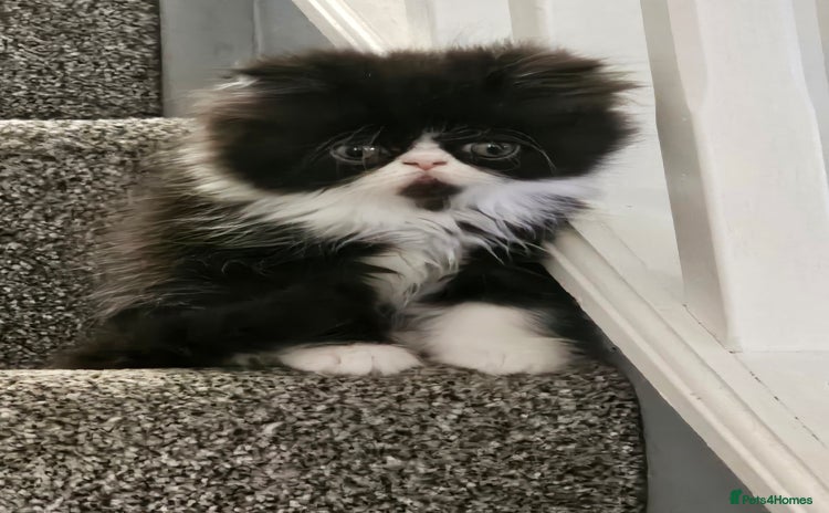 Persian cats - Advert 2
