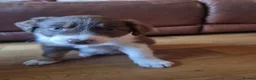 Border Collie dogs for sale: Red and white Tri colour puppies - Advert 13