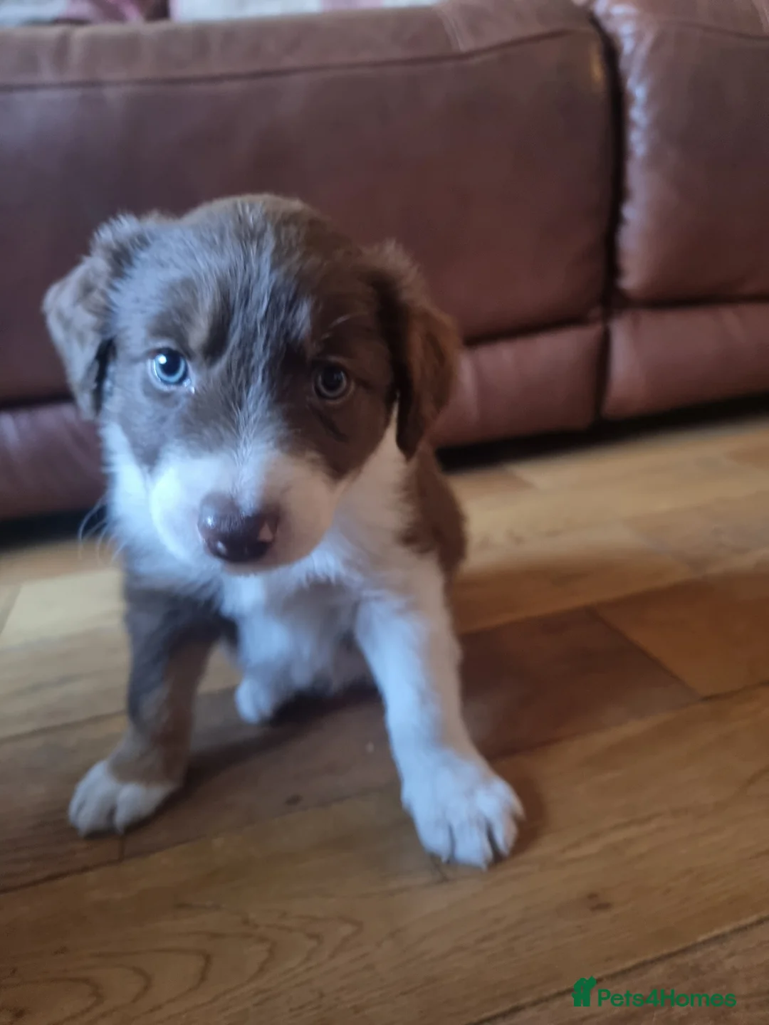 Border Collie dogs for sale: Red and white Tri colour puppies - Advert 13