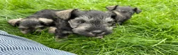 Miniature Schnauzer dogs for sale: Hello, I'm Darcy... and I'm expecting puppies! - Advert 4