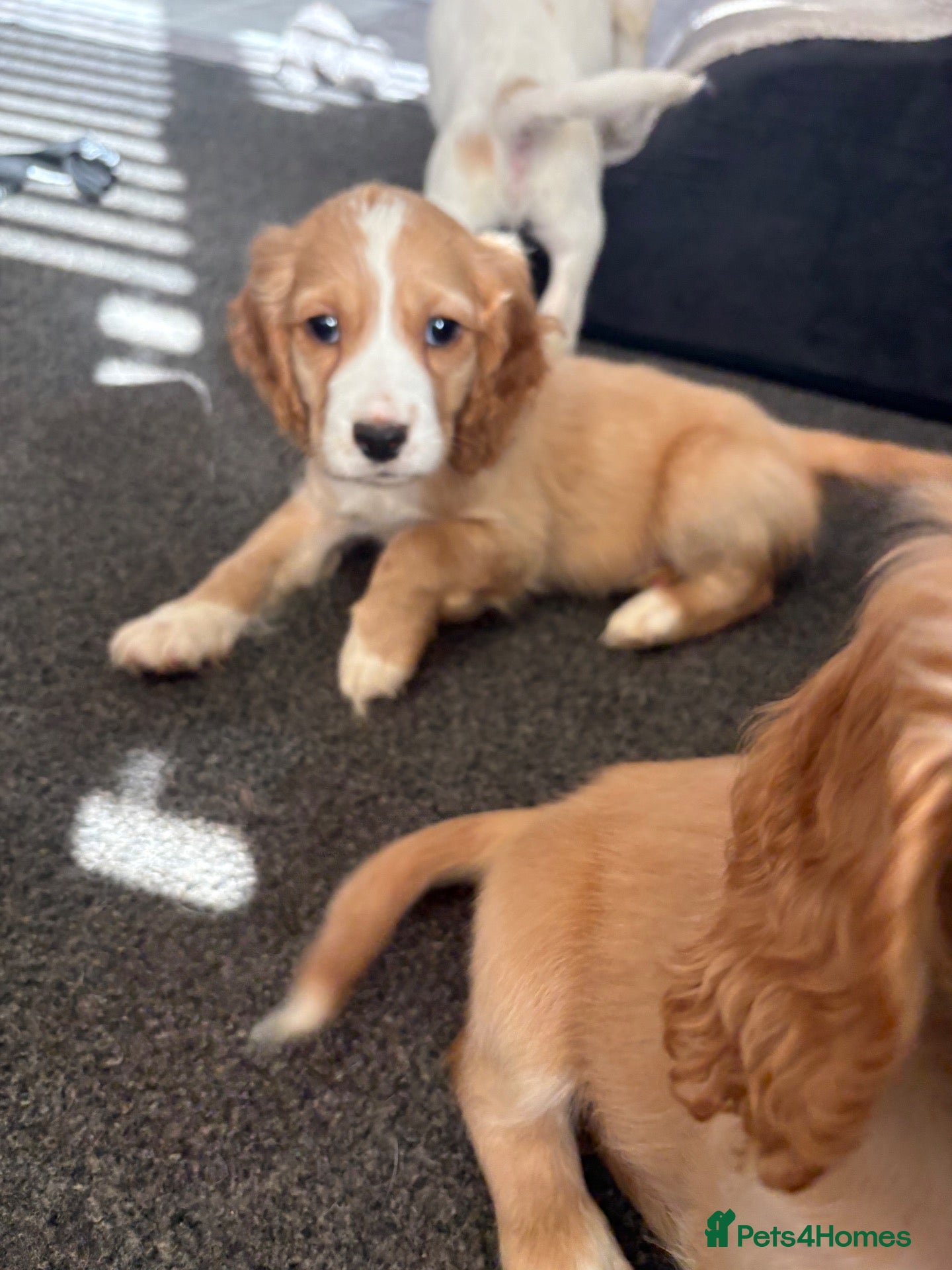 Cocker Spaniel dogs HEALTH CLEAR /KC WORKING COCKER SPANIEL PUPPIES - Advert 2