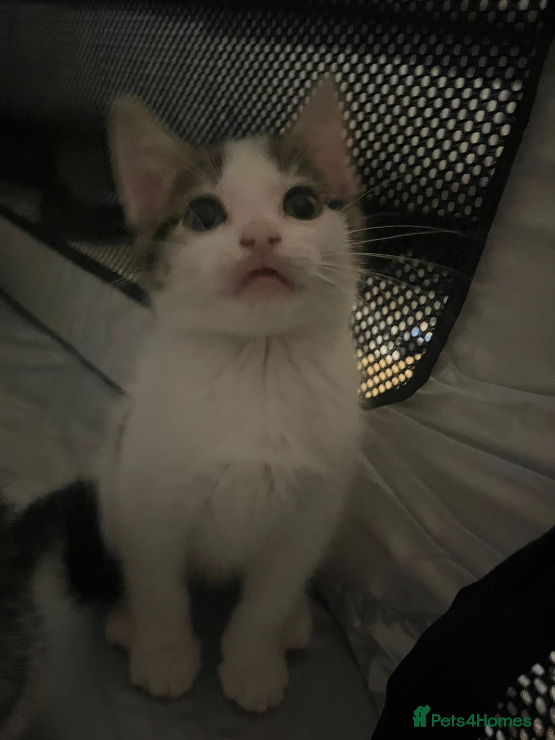 Tibetan cats for sale: Beautiful male kittens on sale - Advert 11