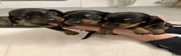 Dachshund dogs for sale: Dachshund pups black and tan - Advert 5