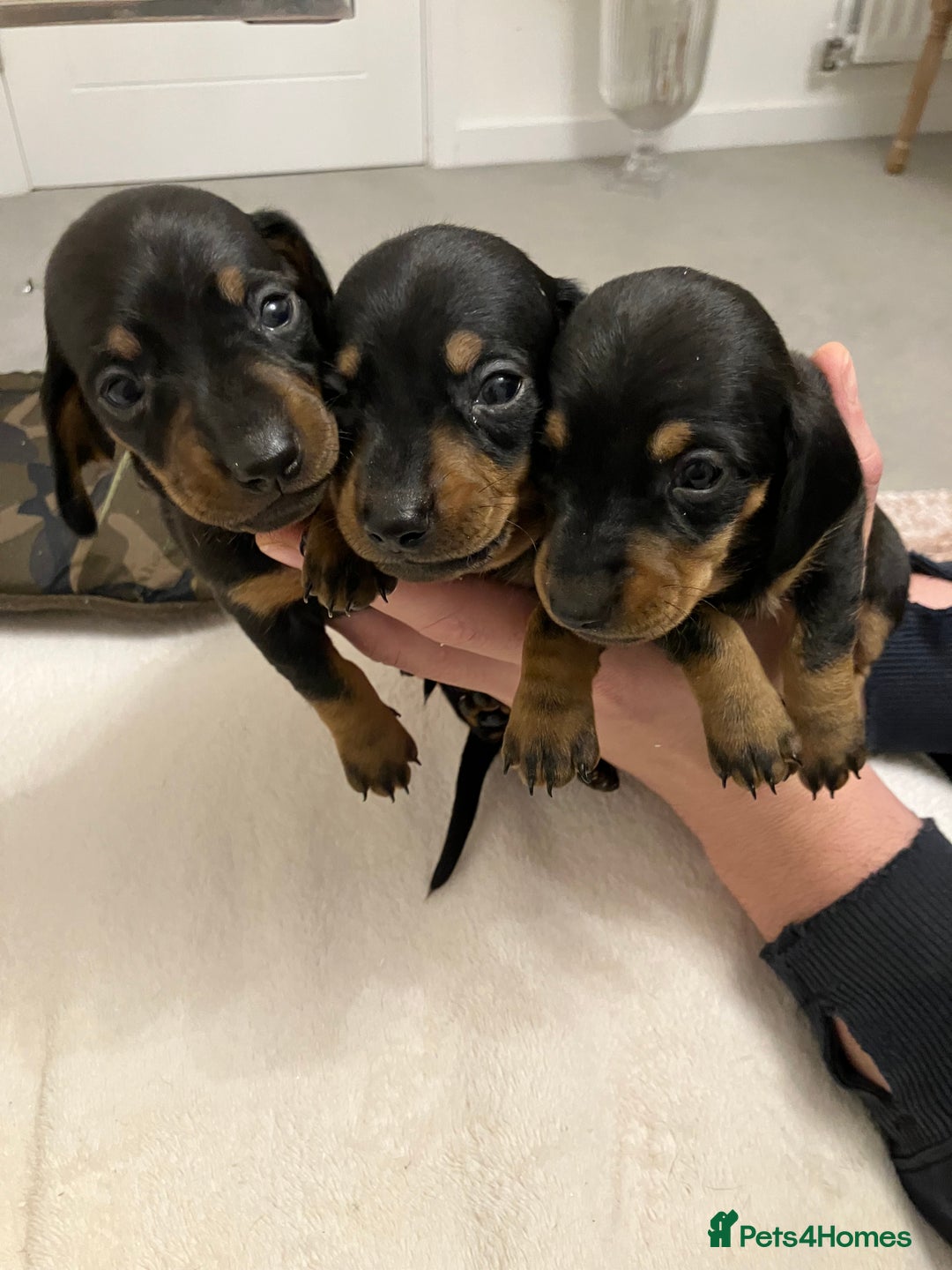 Dachshund dogs for sale: Dachshund pups black and tan - Advert 5