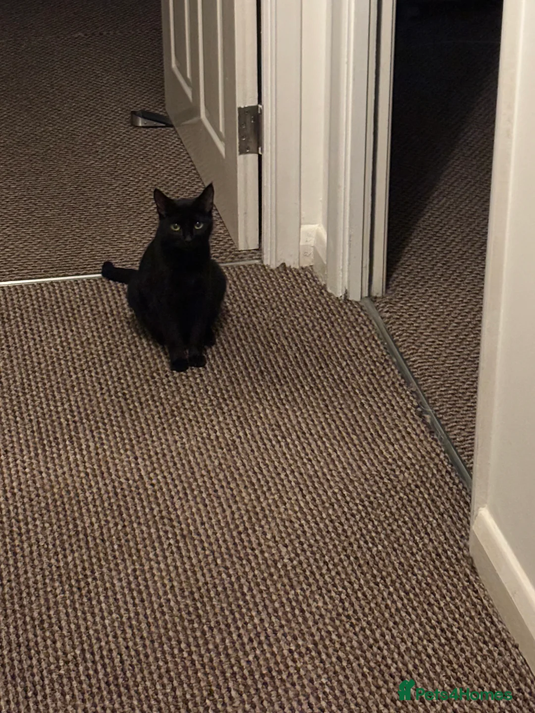 Mixed Breed cats for sale: Tuxedo and Bombay  kittens for sale  - Advert 10