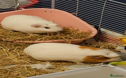 Guinea Pig rodents for sale: 2 sweet female guinea pigs for sale - Advert 5